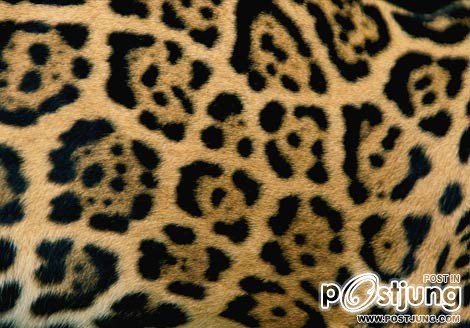 รูป ขนของเสือจากัวร์ ( jaguar ) ซึ่งจะมีเอกลักษณ์ตรงที่จะมีวงขาดล้อมร
