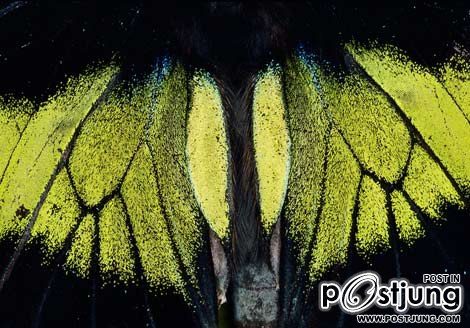 รูป ปีกผีเสื้อกลางคืน ( moth ) ในเขตรักษาพันธุ์สัตว์ป่า Danum Valley