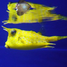 ปลาทะเลนานาพันธุ์