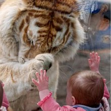น่ารัก! เสือเบงกอลยักษ์แปะมือกับเด็กน้อยผ่านกระจก