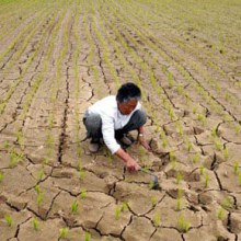 ชาวนาเกาหลีค่ะ