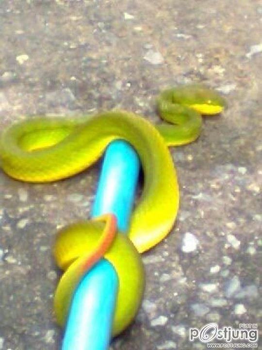 อัพเดต!!จับงู Green mamba ได้เเล้ว1ตัว(ก็ยังดี)!!