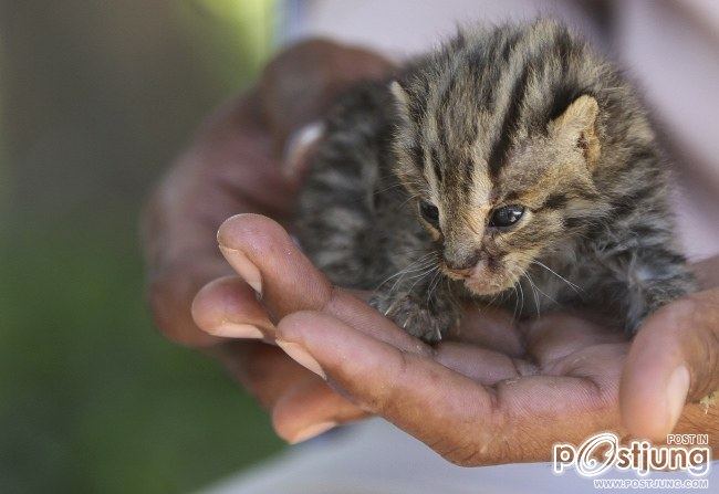 น่ารักน่าชัง เหมียวเล็กลูกเสือดาว น้ำท่วมแม่ทิ้ง เขมรช่วยได้ 2 ตัว