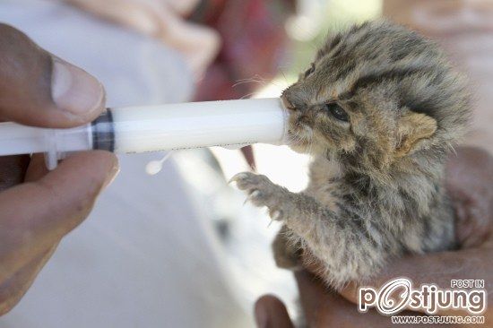 น่ารักน่าชัง เหมียวเล็กลูกเสือดาว น้ำท่วมแม่ทิ้ง เขมรช่วยได้ 2 ตัว