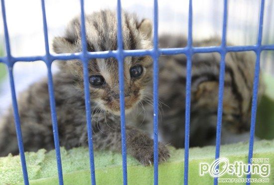 น่ารักน่าชัง เหมียวเล็กลูกเสือดาว น้ำท่วมแม่ทิ้ง เขมรช่วยได้ 2 ตัว