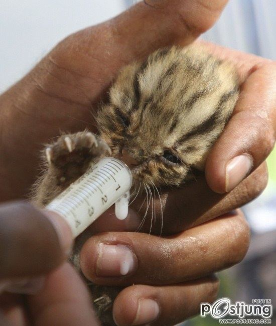 น่ารักน่าชัง เหมียวเล็กลูกเสือดาว น้ำท่วมแม่ทิ้ง เขมรช่วยได้ 2 ตัว