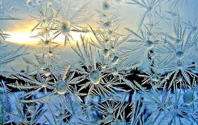ice flower - ดอกไม้น้ำแข็ง