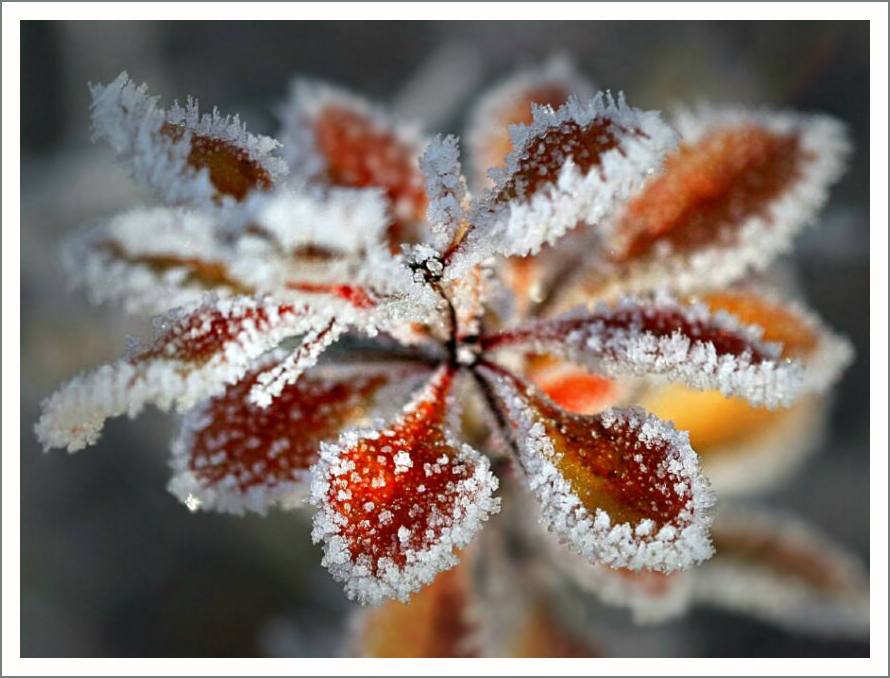 Ice flower - ดอกไม้น้ำแข็ง 2