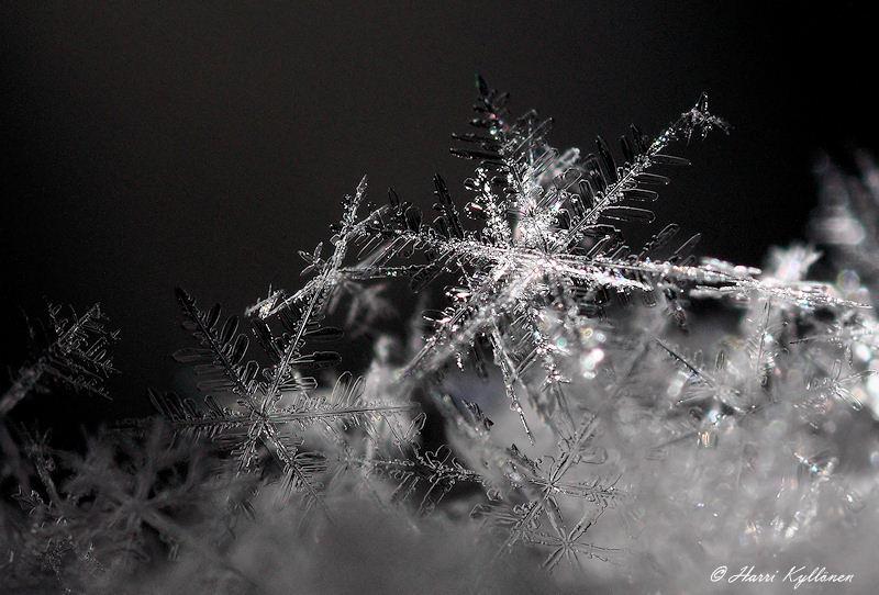 Ice flower - ดอกไม้น้ำแข็ง 2