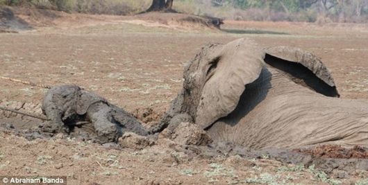 แม่ช้าง พยายามดันลูกช้างขึ้นบนดิน