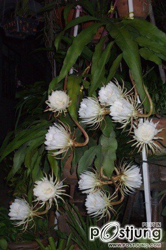 HM album เขาว่านี้คือ ดอกโบตั๋นไทยครับ