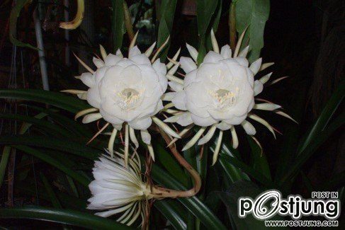 HM album เขาว่านี้คือ ดอกโบตั๋นไทยครับ