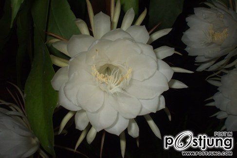 HM album เขาว่านี้คือ ดอกโบตั๋นไทยครับ