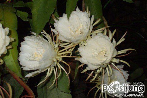 HM album เขาว่านี้คือ ดอกโบตั๋นไทยครับ