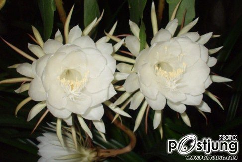 HM album เขาว่านี้คือ ดอกโบตั๋นไทยครับ