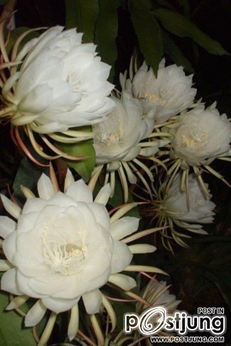 HM album เขาว่านี้คือ ดอกโบตั๋นไทยครับ