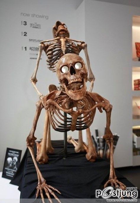 Sex skull caused a sensation in New York Exhibition