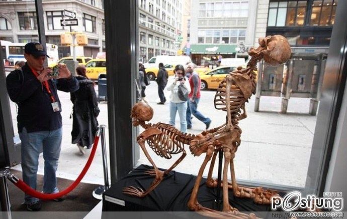 Sex skull caused a sensation in New York Exhibition