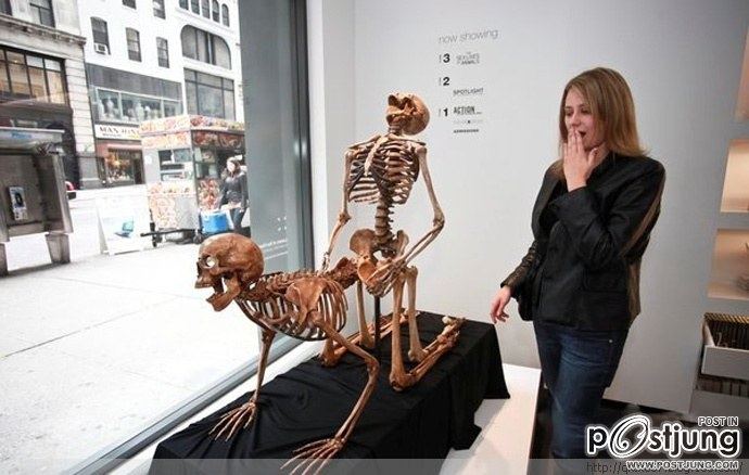 Sex skull caused a sensation in New York Exhibition