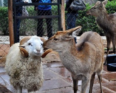 คู่รักต่างพันธุ์ พี่แกะ - น้องกวาง คู่รักคู่ใหม่ในสวนสัตว์จีน