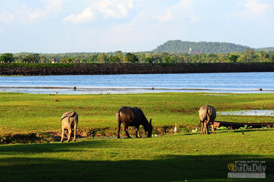 ทะเลสาบบุรีรัมย์