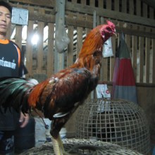 ไก่ใหม่ปี2012