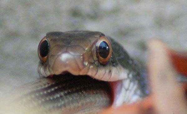 งู-กิน-งู