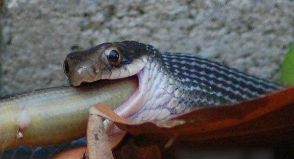 งู-กิน-งู