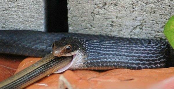 งู-กิน-งู