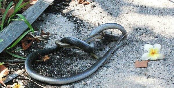 งู-กิน-งู