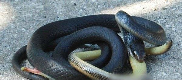 งู-กิน-งู