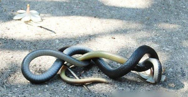 งู-กิน-งู