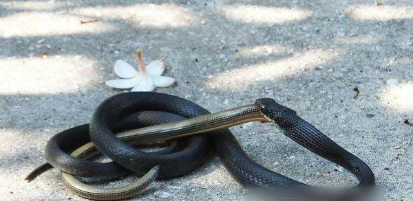 งู-กิน-งู