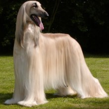 เอาใจคนรักน้องหมาวันนี้ขอนำเสนอพันธุ์  afghan hound 