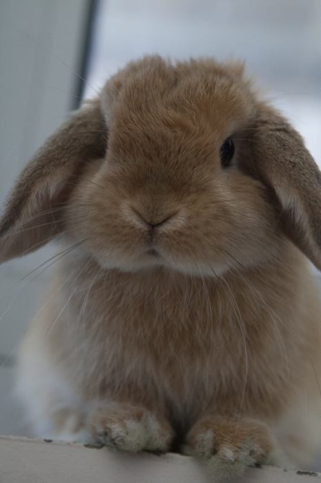 เอาใจคนรักกระต่ายวันนี้ขอเสนอกระต่ายพันธุ์ดัชท์กับพันธุ์ล็อป
