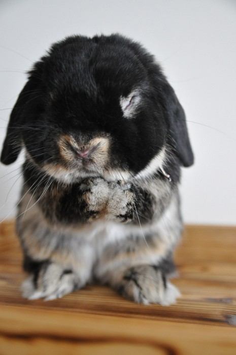 เอาใจคนรักกระต่ายวันนี้ขอเสนอกระต่ายพันธุ์ดัชท์กับพันธุ์ล็อป
