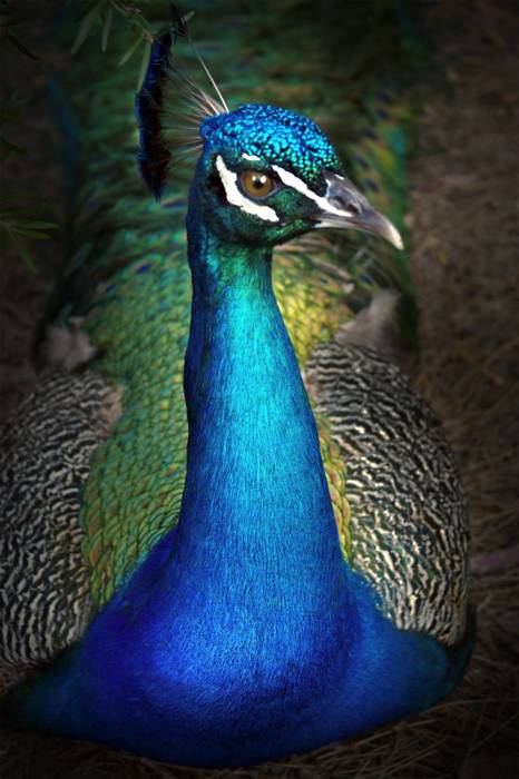 นกยูง ( Peacocks)  ราชินีเเห่งนก