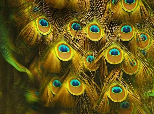 นกยูง ( Peacocks) ราชินีเเห่งนก