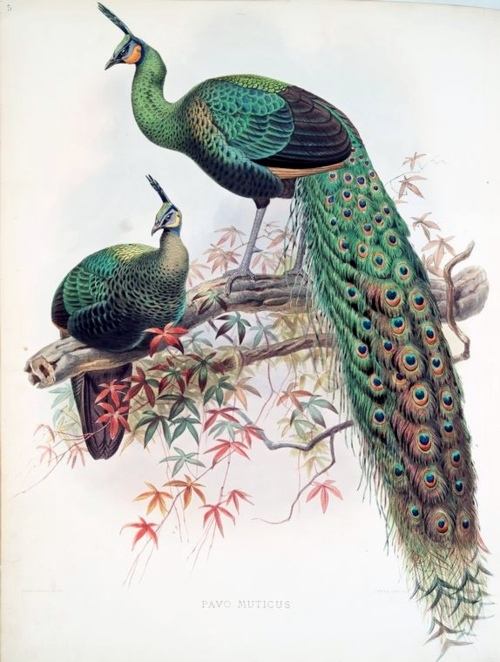 นกยูง ( Peacocks)  ราชินีเเห่งนก