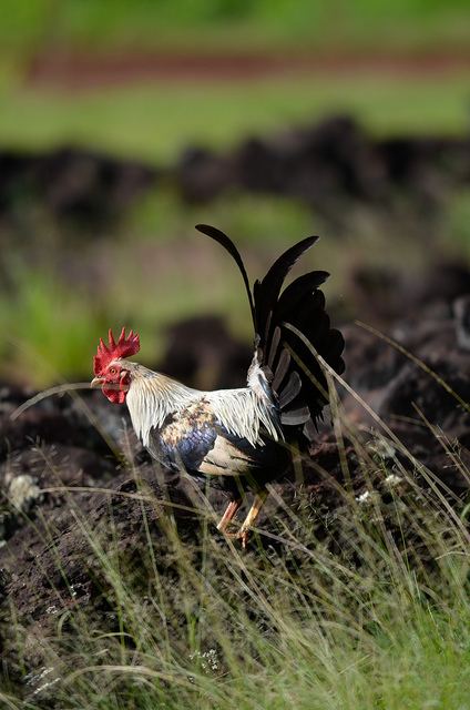 มารู้จักไก่ป่าสวยๆกัน