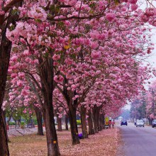 ชมพูพันธุ์ทิพย์ (tabebuia) ที่ ม. เกษตร กำแพงแสน