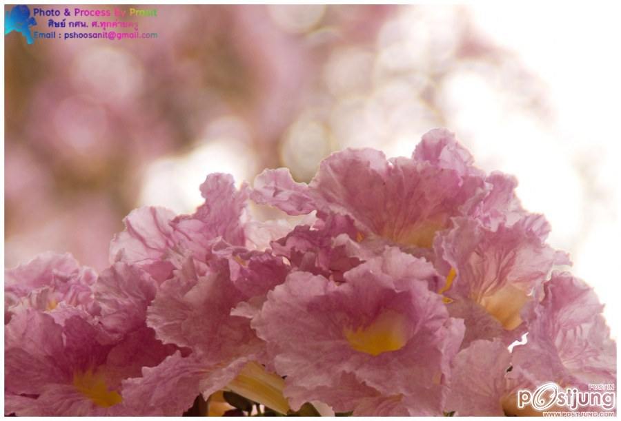 ชมพูพันธุ์ทิพย์ (tabebuia) ที่ ม. เกษตร กำแพงแสน