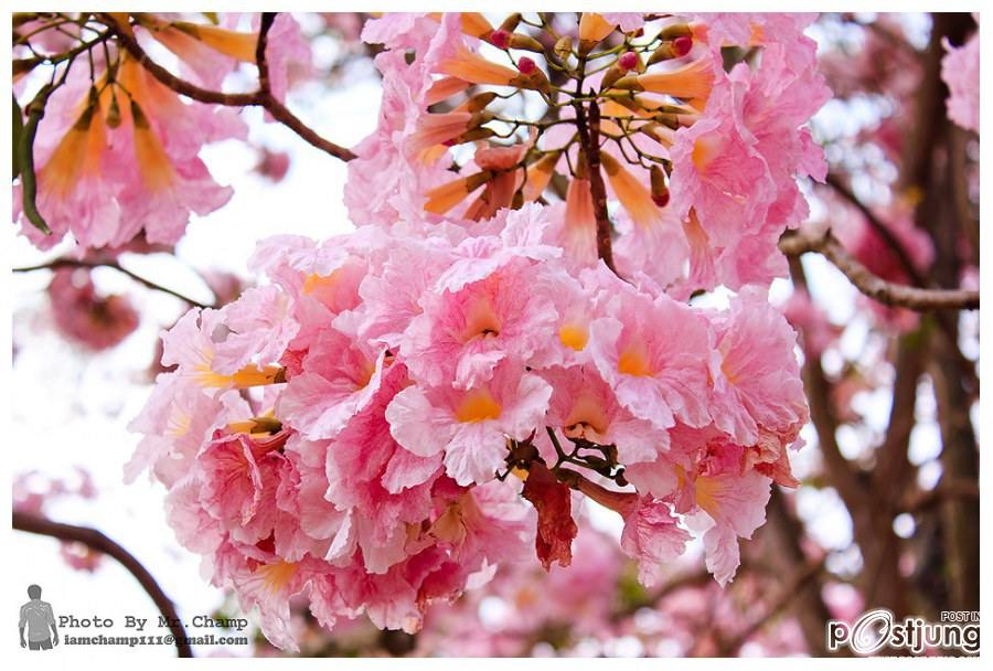 ชมพูพันธุ์ทิพย์ (tabebuia) ที่ ม. เกษตร กำแพงแสน