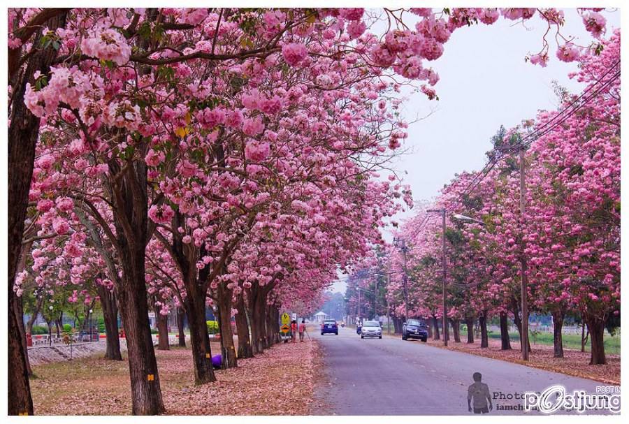 ชมพูพันธุ์ทิพย์ (tabebuia) ที่ ม. เกษตร กำแพงแสน