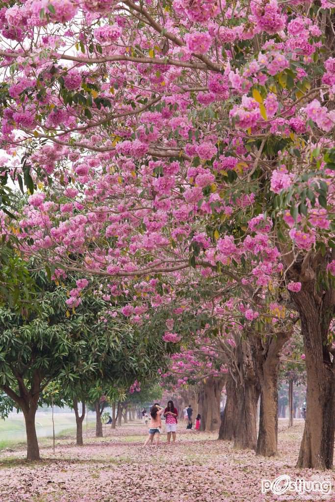 ชมพูพันธุ์ทิพย์ (tabebuia) ที่ ม. เกษตร กำแพงแสน