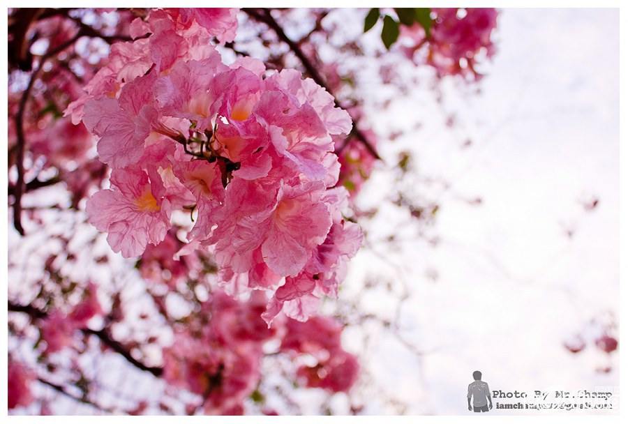 ชมพูพันธุ์ทิพย์ (tabebuia) ที่ ม. เกษตร กำแพงแสน