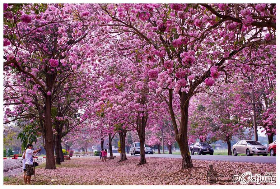 ชมพูพันธุ์ทิพย์ (tabebuia) ที่ ม. เกษตร กำแพงแสน