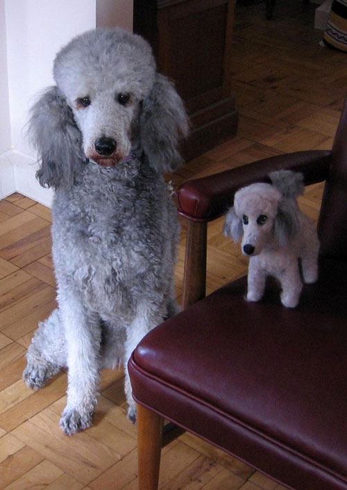 แฝดคนละฝา