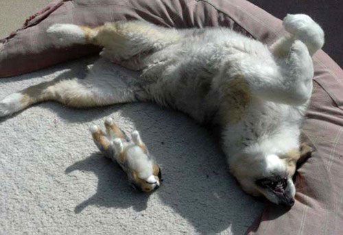 แฝดคนละฝา