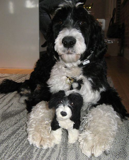 แฝดคนละฝา